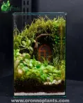 The Hidden Garden Terrarium - Tarrium for Home & Garden - Oronno Plants Bangladesh - gallery view 1