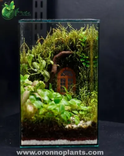 The Hidden Garden Terrarium - Tarrium for Home & Garden - ৳6,000 in Bangladesh