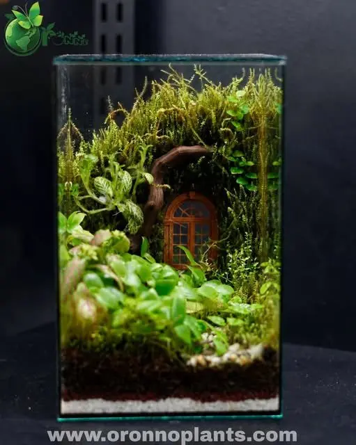 The Hidden Garden Terrarium - Tarrium for Home & Garden - Oronno Plants Bangladesh