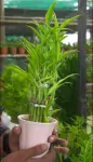 Lucky Bamboo - Indoor Plants for Home & Garden - Oronno Plants Bangladesh - gallery view 2
