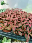 Fittonia - Indoor Plants for Home & Garden - Oronno Plants Bangladesh - gallery view 1