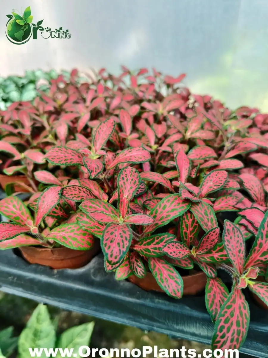 Fittonia - Indoor Plants for Home & Garden - Oronno Plants Bangladesh
