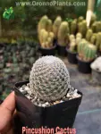 Pincushion Cactus - Indoor Plants for Home & Garden - Oronno Plants Bangladesh - gallery view 1
