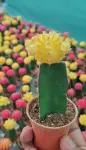 Yellow MOON Cactus - Indoor Plants for Home & Garden - Oronno Plants Bangladesh - gallery view 1