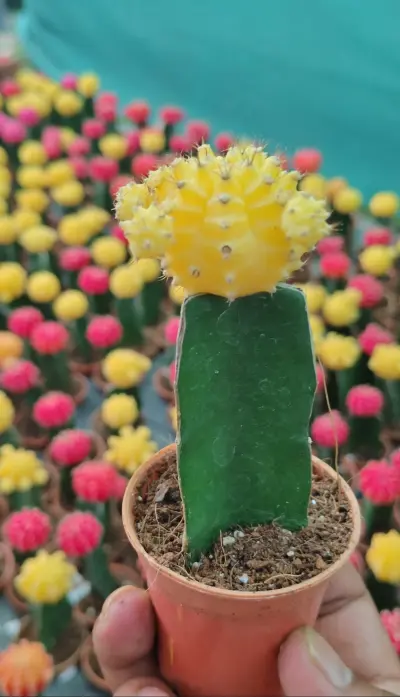Yellow MOON Cactus - Indoor Plants for Home & Garden - ৳480 in Bangladesh