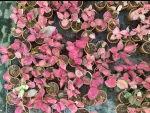 Aglaonema Pink Dalmatian - Indoor Plants for Home & Garden - Oronno Plants Bangladesh - gallery view 3