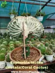 Coral Cactus - Indoor Plants for Home & Garden - Oronno Plants Bangladesh - gallery view 1
