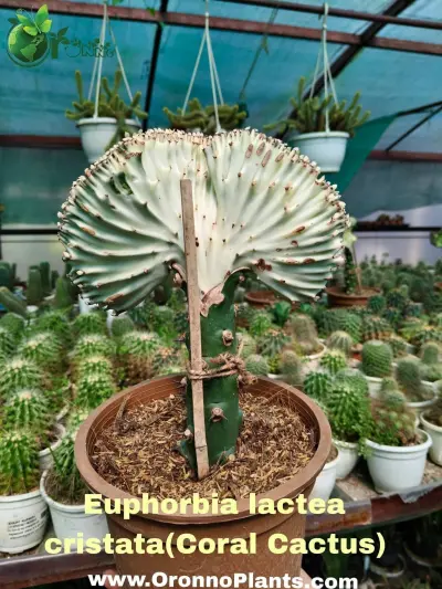 Coral Cactus - Indoor Plants for Home & Garden - ৳1,550 in Bangladesh