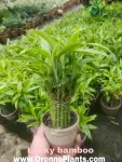 Lucky Bamboo - Indoor Plants for Home & Garden - Oronno Plants Bangladesh - gallery view 1
