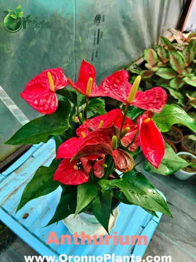 Anthurium - Indoor Plants for Home & Garden - ৳2,800 in Bangladesh