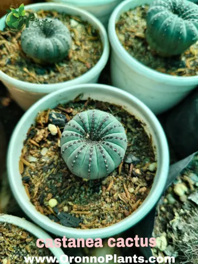 Castanea Cactus - Indoor Plants for Home & Garden - ৳750 in Bangladesh