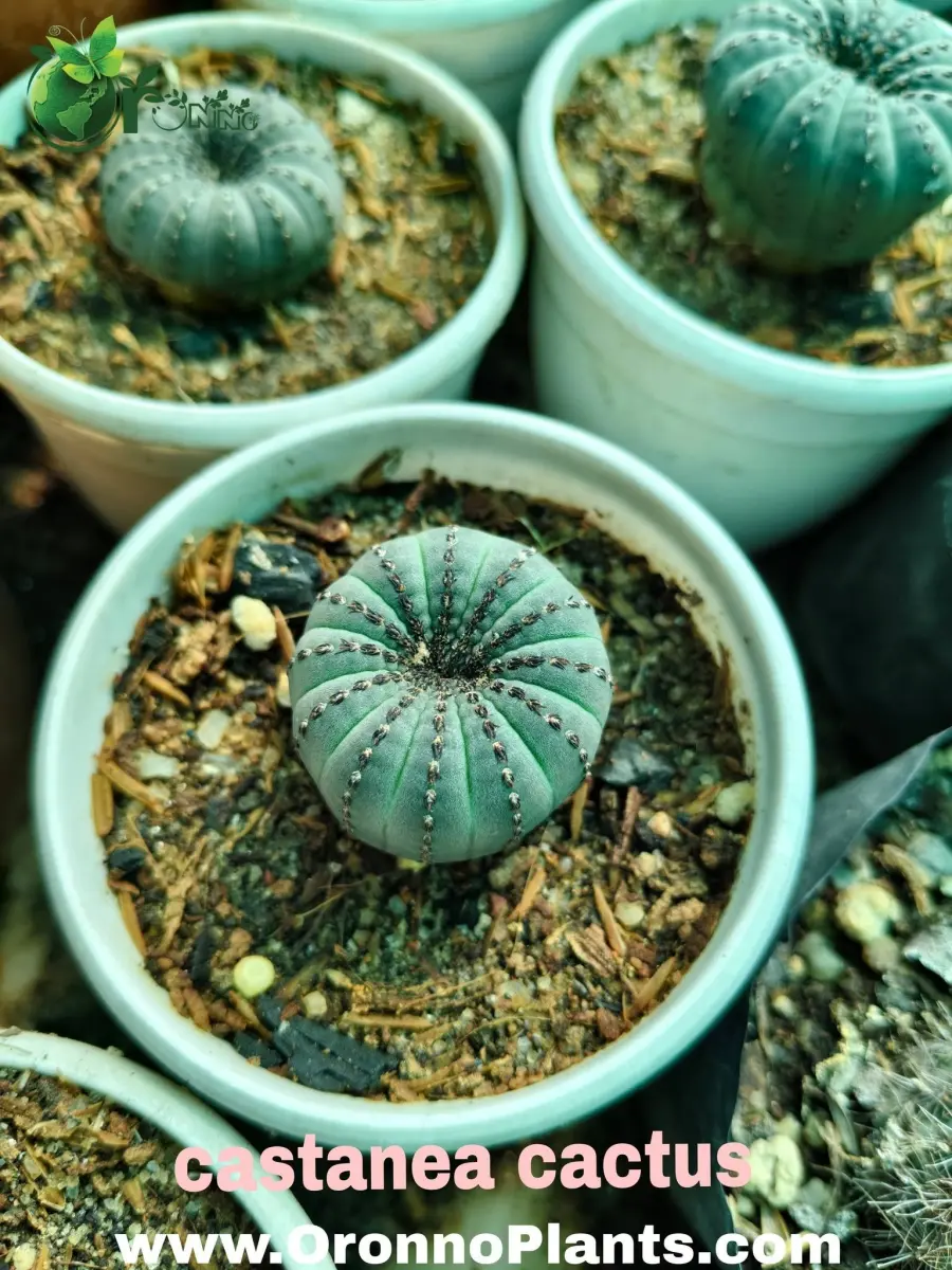 Castanea Cactus - Indoor Plants for Home & Garden - Oronno Plants Bangladesh