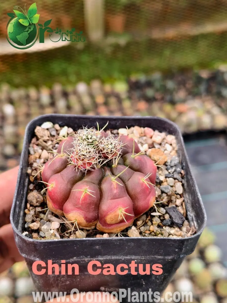 Chin cactus - Indoor Plants for Home & Garden - Oronno Plants Bangladesh