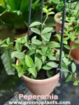 Peperomia - Indoor Plants for Home & Garden - Oronno Plants Bangladesh - gallery view 1