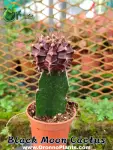 Black Pink Moon Cactus - Indoor Plants for Home & Garden - Oronno Plants Bangladesh - gallery view 1