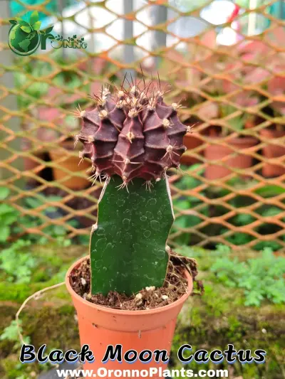 Black MOON cactus - Indoor Plants for Home & Garden - ৳450 in Bangladesh