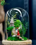 Stairway to Dreams Terrarium - Tarrium for Home & Garden - Oronno Plants Bangladesh - gallery view 1