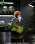 Forest Reborn Terrarium - Tarrium for Home & Garden - Oronno Plants Bangladesh - gallery view 1