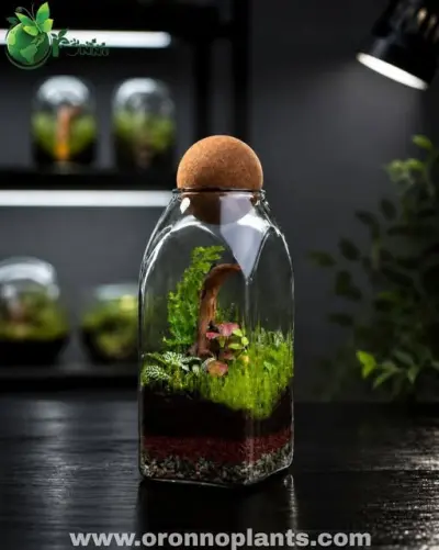 Forest Reborn Terrarium - Tarrium for Home & Garden - ৳4,000 in Bangladesh
