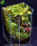 Echo of the Forest Terrarium - Tarrium for Home & Garden - Oronno Plants Bangladesh - gallery view 2