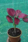 Aglaonema Pink Valentine - Indoor Plants for Home & Garden - Oronno Plants Bangladesh - gallery view 5