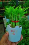 Lucky Bamboo Plant (লাকি ব্যাম্বু) - Indoor Plants for Home & Garden - Oronno Plants Bangladesh - gallery view 4