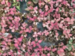 Aglaonema Pink Valentine - Indoor Plants for Home & Garden - Oronno Plants Bangladesh - gallery view 3