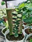 Rhaphidophora hayi Variegated - Indoor Plants for Home & Garden - Oronno Plants Bangladesh - gallery view 1