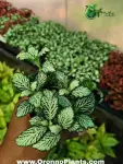 Fittonia - Indoor Plants for Home & Garden - Oronno Plants Bangladesh - gallery view 1
