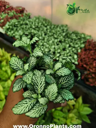 Fittonia - Indoor Plants for Home & Garden - ৳700 in Bangladesh