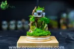 Wuthering Heights Terrarium - Tarrium for Home & Garden - Oronno Plants Bangladesh - gallery view 1