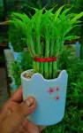 Lucky Bamboo Plant (লাকি ব্যাম্বু) - Indoor Plants for Home & Garden - Oronno Plants Bangladesh - gallery view 2