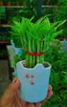 Lucky Bamboo Plant (লাকি ব্যাম্বু) - Indoor Plants for Home & Garden - Oronno Plants Bangladesh - gallery view 3
