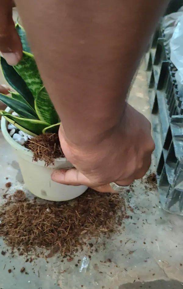 Providing Coco-Feed