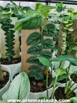 Rhaphidophora Hayi Variegated - Indoor Plants for Home & Garden - Oronno Plants Bangladesh - gallery view 1