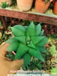 Haworthia limifolia - Indoor Plants for Home & Garden - Oronno Plants Bangladesh - gallery view 2