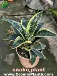 Snake Plant - Indoor Plants for Home & Garden - Oronno Plants Bangladesh - gallery view 1