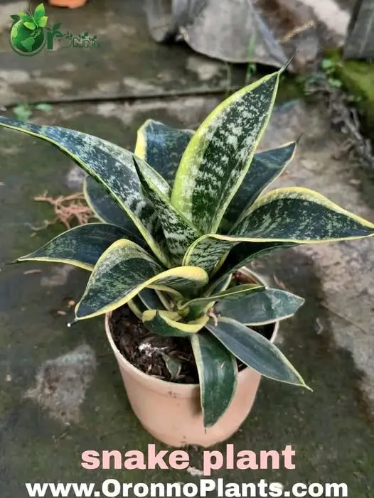 Snake Plant - Indoor Plants for Home & Garden - Oronno Plants Bangladesh