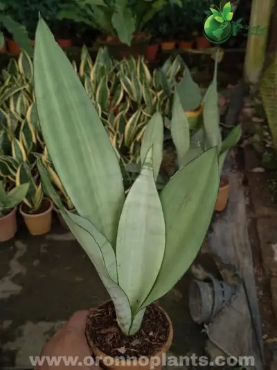 Sansevieria Moonshine - Indoor Plants for Home & Garden - ৳400 in Bangladesh