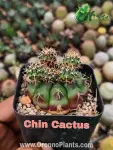 Chin cactus - Indoor Plants for Home & Garden - Oronno Plants Bangladesh - gallery view 1