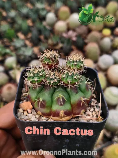Chin cactus - Indoor Plants for Home & Garden - ৳350 in Bangladesh