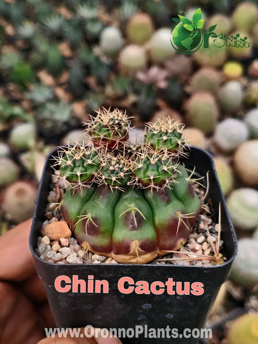 Chin cactus - Indoor Plants for Home & Garden - Oronno Plants Bangladesh