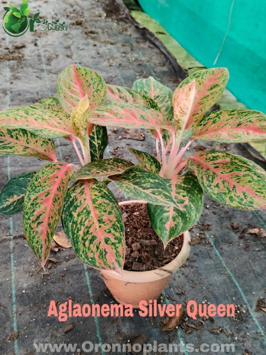 Aglaonema Silver Queen - Indoor Plants for Home & Garden - Oronno Plants Bangladesh