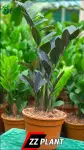Raven ZZ plant - Indoor Plants for Home & Garden - Oronno Plants Bangladesh - gallery view 1