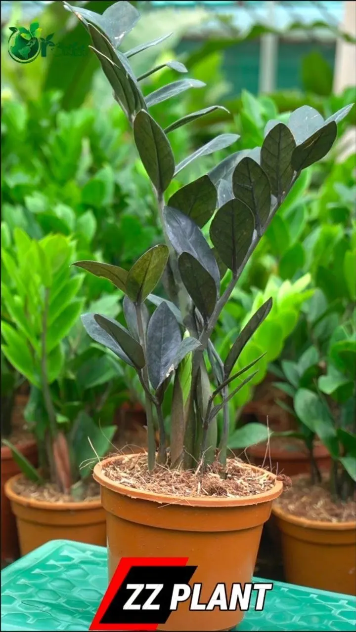 Raven ZZ plant - Indoor Plants for Home & Garden - Oronno Plants Bangladesh