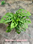 Monstera Adansonii - Indoor Plants for Home & Garden - Oronno Plants Bangladesh - gallery view 2