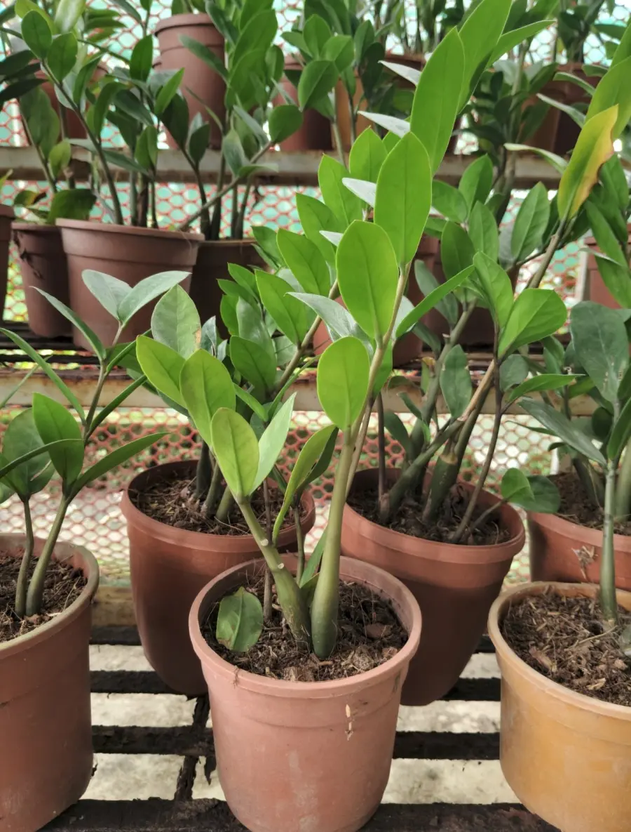 ZZ Plant - Indoor Plants for Home & Garden - Oronno Plants Bangladesh
