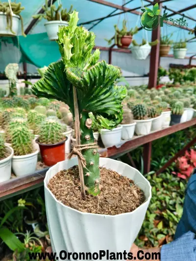 Coral Cactus - Indoor Plants for Home & Garden - ৳1,000 in Bangladesh