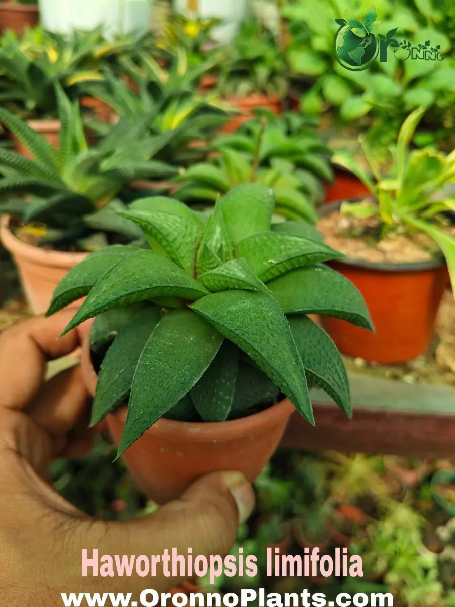 Haworthia limifolia - Indoor Plants for Home & Garden - Oronno Plants Bangladesh