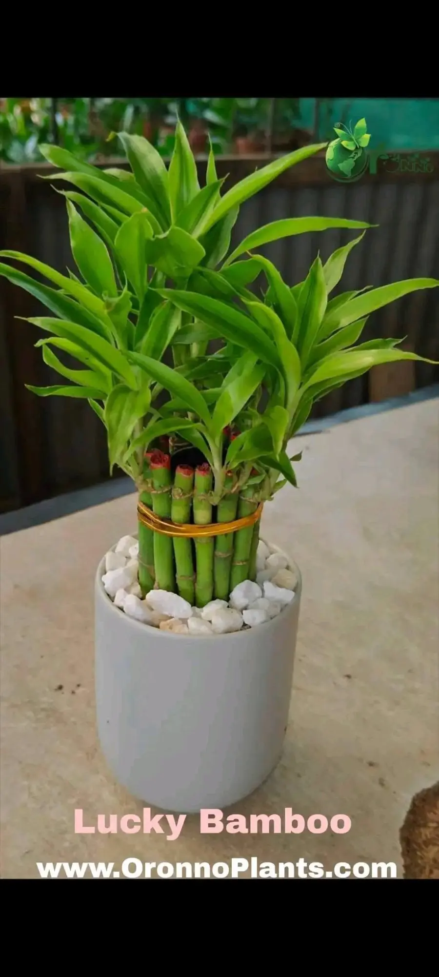 Lucky Bamboo - Indoor Plants for Home & Garden - Oronno Plants Bangladesh